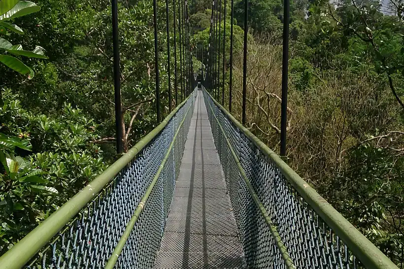 TreeTop Walk suspension bridge in the MacRitchie nature trails